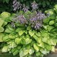 Emerald Tiara Hosta Plants online shopping