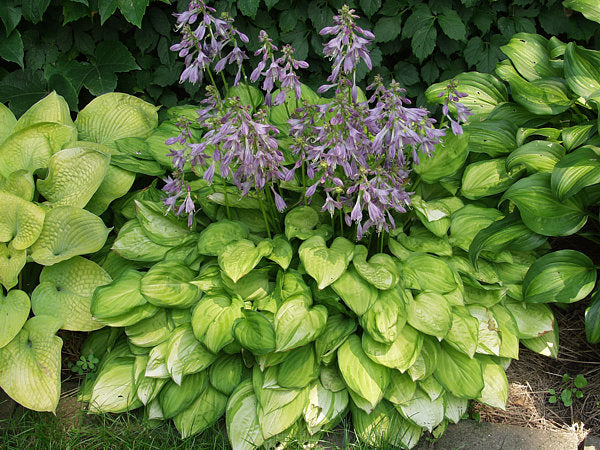 Emerald Tiara Hosta Plants online shopping