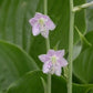Royal Tiara Hosta Plants online shopping