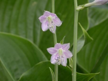 Royal Tiara Hosta Plants online shopping