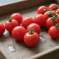 Mountain Magic Tomato