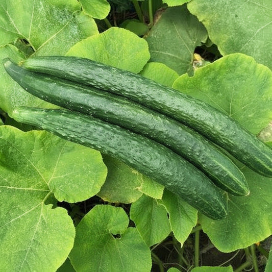Tasty Emperor F1 Cucumber Seeds online shopping