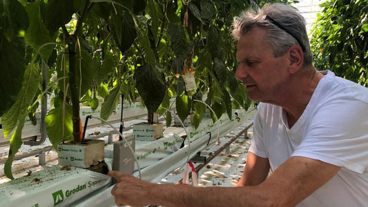 Grodan Supreme Slab Capsicum Cultivation Rock Wool Hydroponics Substrate