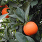 Rhode Red Valencia Orange Budwood citrus plant material online shopping