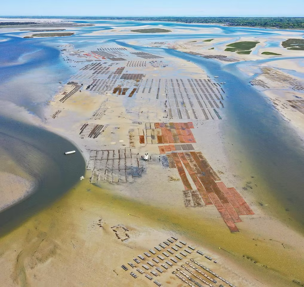 Mercenaria Mercenaria Clam Seed MA