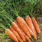 Resistafly F1 Carrot