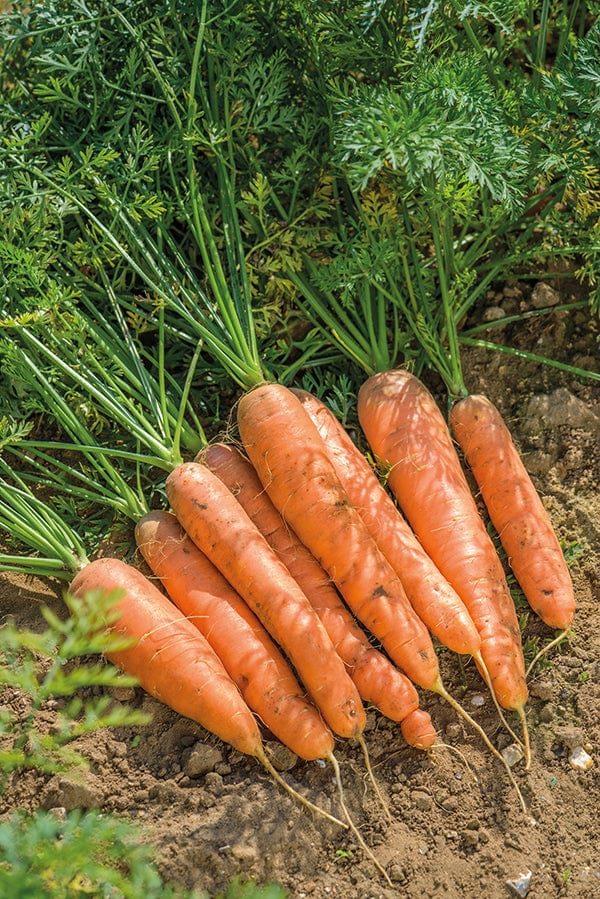 Resistafly F1 Carrot