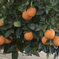 Pehrson #4 Valencia Orange Budwood citrus plant material online shopping