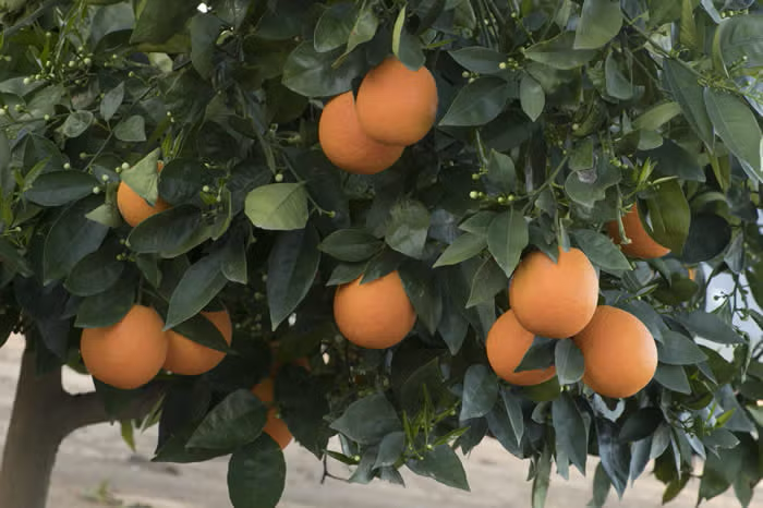 Pehrson #4 Valencia Orange Budwood citrus plant material online shopping