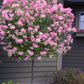 Tinkerbelle® Lilac Standard lilac plant online shopping