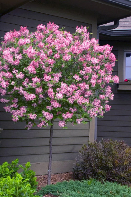 Tinkerbelle® Lilac Standard lilac plant online shopping