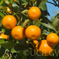 Calamondin Budwood citrus plant material online shopping