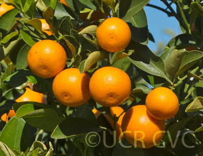 Calamondin Budwood citrus plant material online shopping