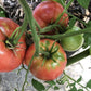 Mortgage Lifter Organic Tomato