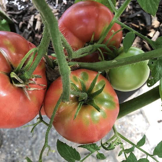 Mortgage Lifter Organic Tomato