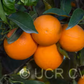 Akcay Sekeri Sweet Orange Budwood citrus plant material online shopping