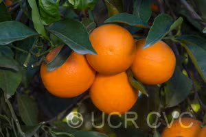Akcay Sekeri Sweet Orange Budwood citrus plant material online shopping