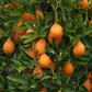 Indio Mandarinquat Budwood citrus plant material online shopping