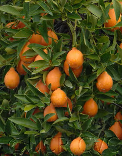 Indio Mandarinquat Budwood citrus plant material online shopping