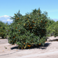 Improved Meyer Lemon Budwood citrus plant material online shopping