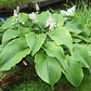 Green Acres Hosta Plants online shopping