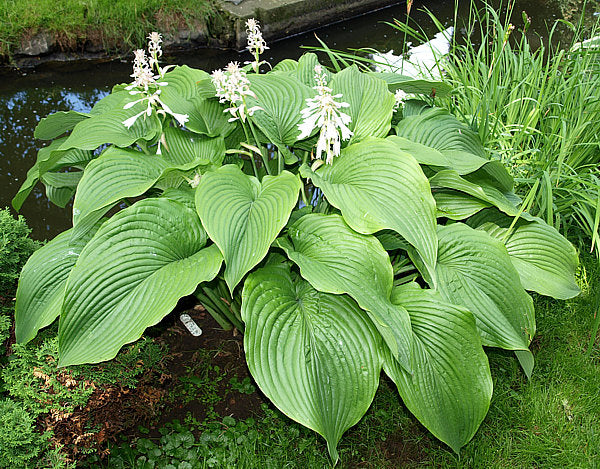 Green Acres Hosta Plants online shopping