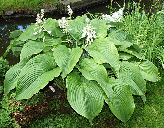 Green Acres Hosta Plants online shopping