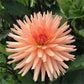 Peach Fuzz Dahlia