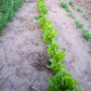 Parris Island Lettuce