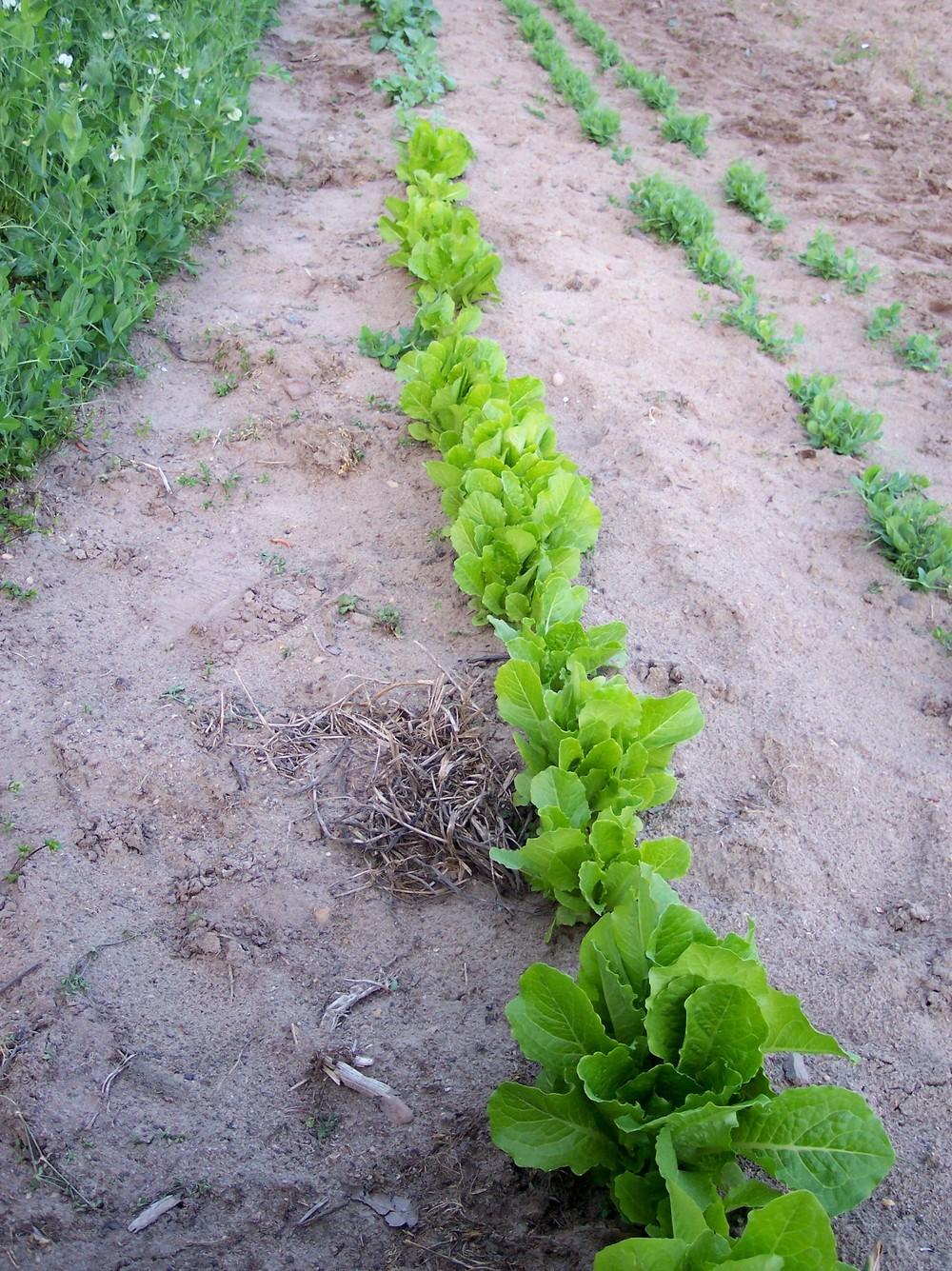 Parris Island Lettuce