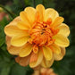 Ginger Snap Dahlia