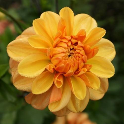 Ginger Snap Dahlia