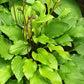 Fruit Punch Hosta Plants online shopping
