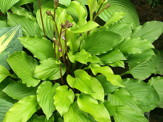 Fruit Punch Hosta Plants online shopping