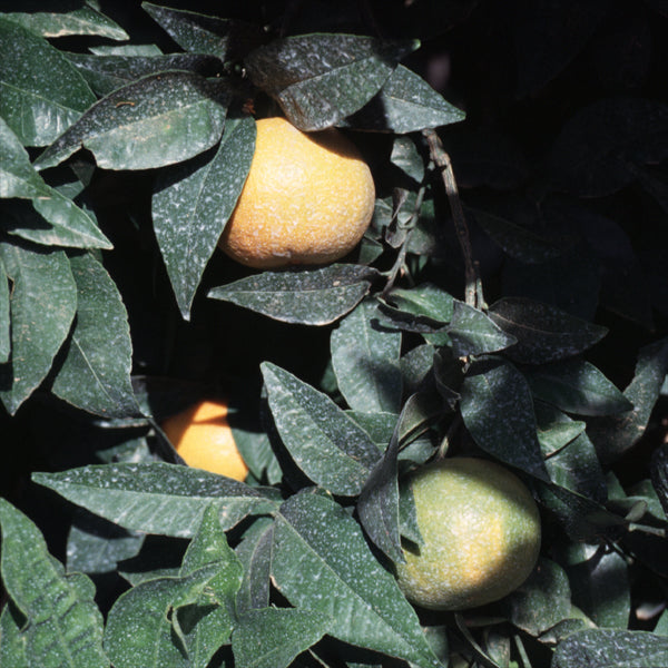 Sue Linda Tangor Mandarin Budwood citrus plant material online shopping