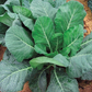 Champion Organic Collard