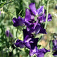 Joyce Stanton Sweet Pea seeds online shopping