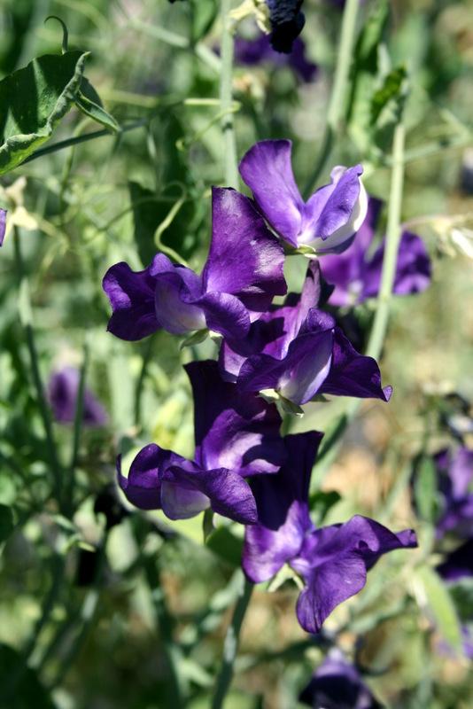 Joyce Stanton Sweet Pea seeds online shopping