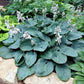 Memphis Blue Hosta Plants online shopping