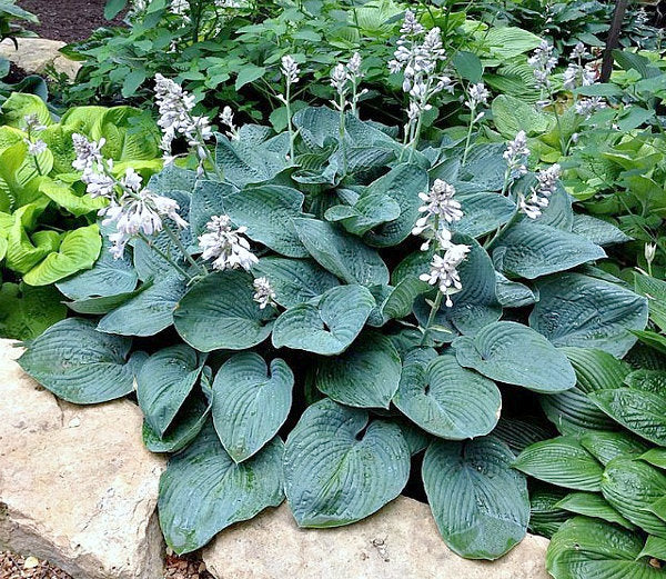 Memphis Blue Hosta Plants online shopping