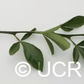 Benton Citrange Trifoliate Hybrid Budwood citrus plant material online shopping