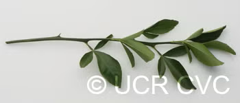 Benton Citrange Trifoliate Hybrid Budwood citrus plant material online shopping