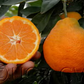 China S-7 Satsuma Mandarin Budwood citrus plant material online shopping