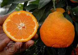 China S-7 Satsuma Mandarin Budwood citrus plant material online shopping