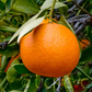 Lee Mandarin Budwood citrus plant material online shopping