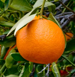 Lee Mandarin Budwood citrus plant material online shopping