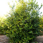 Interdonato Lemon Budwood citrus plant material online shopping