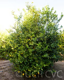 Interdonato Lemon Budwood citrus plant material online shopping