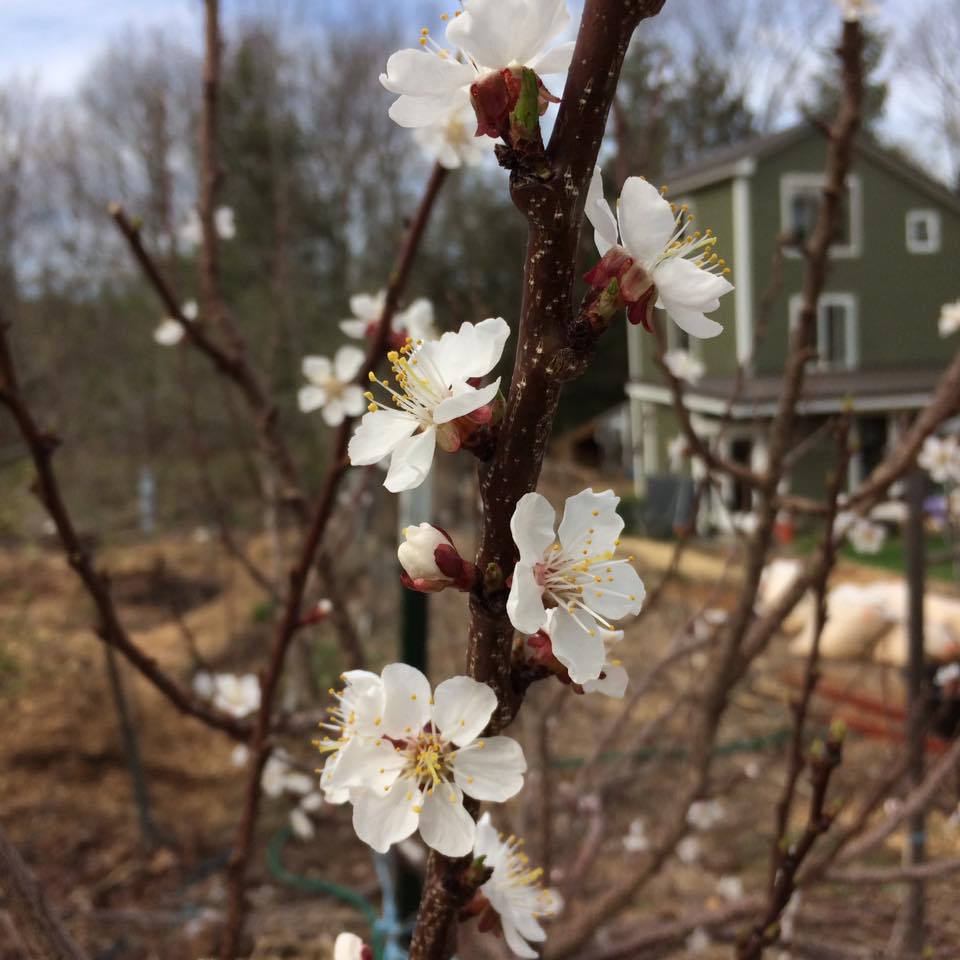 هويت مونتروز المشمش