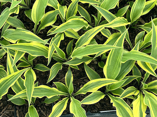 Lipstick Blush Hosta Plants online shopping